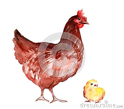 Brown hen and yellow chick isolated on white background Cartoon Illustration