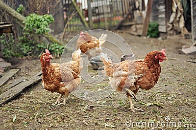 Brown Hens Stock Photo