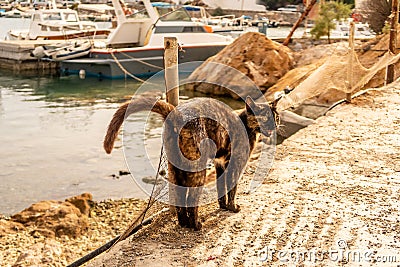 Brown homeless erect grumpy cat with yellow eyes walking on the pier in Finikas Port, Greece Stock Photo