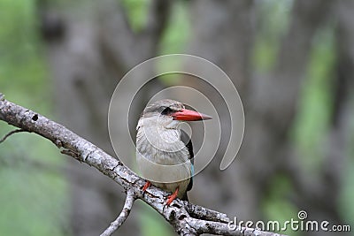 Brown-hooded Kingfisher Stock Photo
