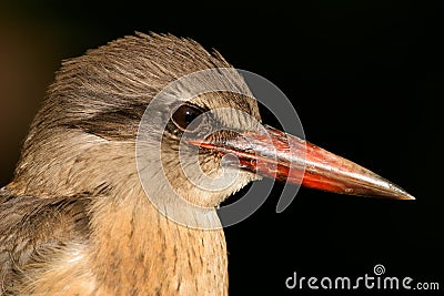 Brown-hooded Kingfisher Stock Photo