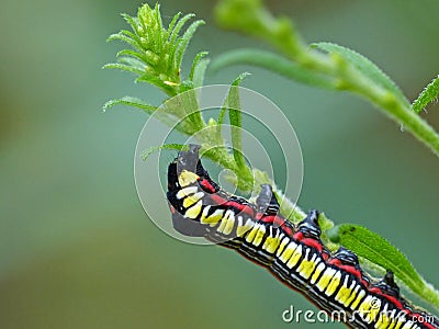 Brown Hooded Owlet Moth Caterpillar`s Rear Feet Grasping Stem Stock Photo