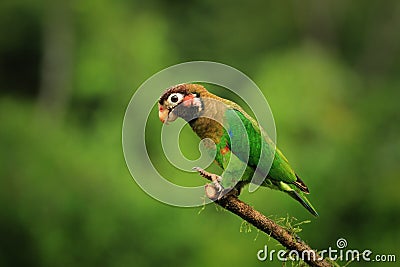 Brown-hooded parrot Stock Photo