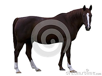 Brown Horse Stock Photo