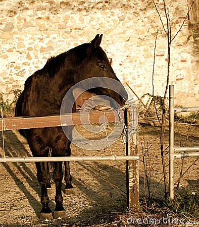 Brown Horse Stock Photo