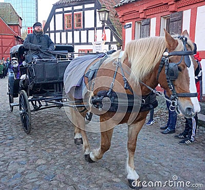 Brown horse in Aarhus old town. Editorial Stock Photo