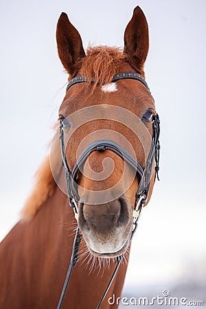 Brown horse with bridle and star on the forehead, photographed from the front in the head portraits. Stock Photo