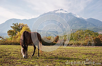 Brown horse browsing near high beautiful mountains Stock Photo