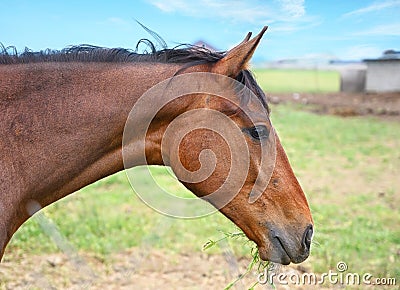 Brown horse chewing grass on a rural farm Stock Photo