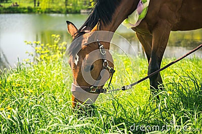Brown horse with decoratice wreath collar as wedding gift. Stock Photo