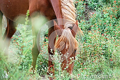 Brown horse eating in field Stock Photo