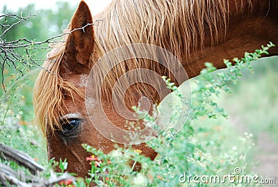 Brown horse eating in field Stock Photo