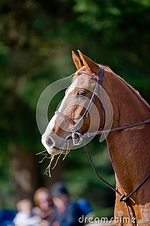 Brown horse eating grass Stock Photo