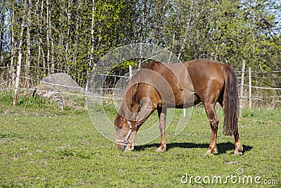 A brown horse eating grass in a green field in Finland. Stock Photo