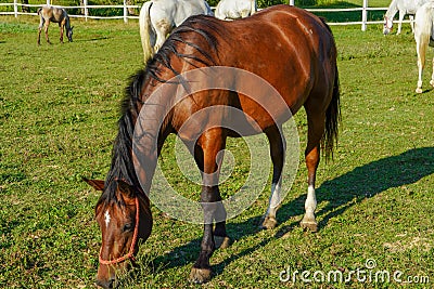 A brown horse eats grass in a meadow Stock Photo