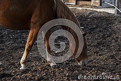 Brown horse, equine, animal Stock Photo