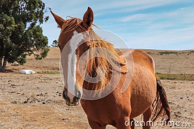 Brown horse in a field Stock Photo