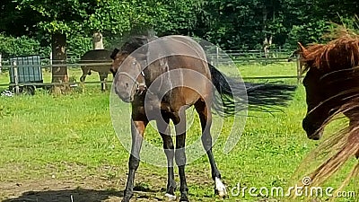 A brown horse on a field shaking its head Stock Photo