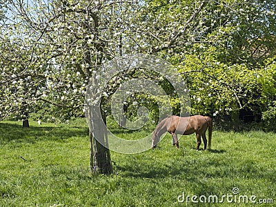 Brown horse and flowering fruit tree in dutch spring orchard near farm Stock Photo