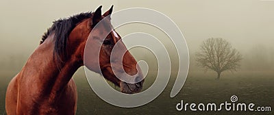 Brown horse in fog Stock Photo