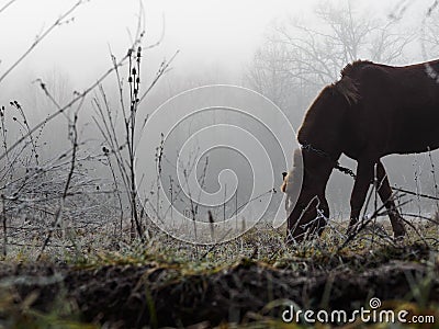 Brown horse in the fog eating grass. Frost and fog Stock Photo