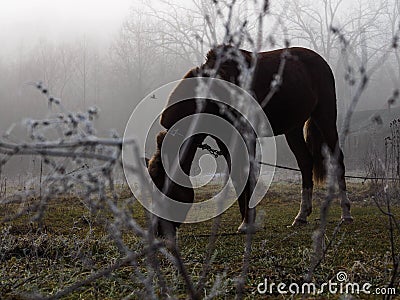 Brown horse in the fog eating grass. Frost and fog Stock Photo