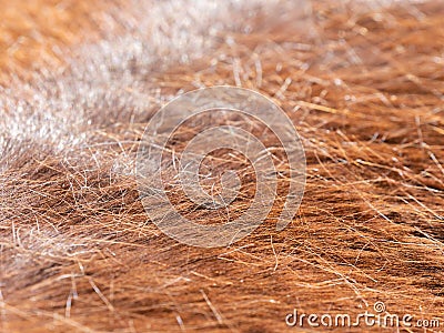 Brown horse fur background closeup hires Stock Photo