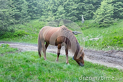 Horse graze on a mountain pasture Stock Photo