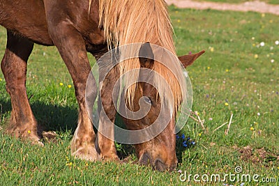 Brown horse grazed Stock Photo