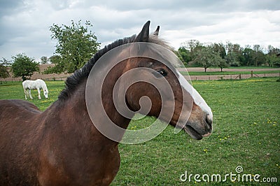 brown horse in a group of Horses in a meadow Stock Photo