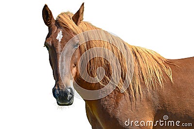 Brown horse head isolated on white background. A closeup portrait of the face of a horse Stock Photo