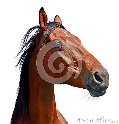 Brown horse head isolated on the white background. A closeup portrait of the face of a horse Stock Photo