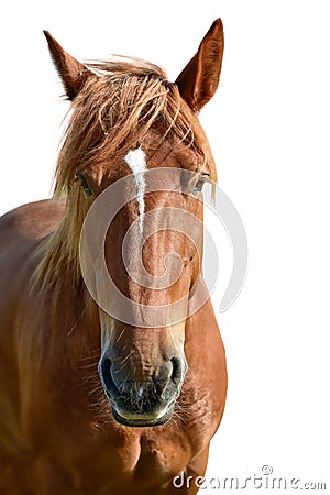 Brown horse head isolated on white. A closeup portrait of the face of a horse Stock Photo