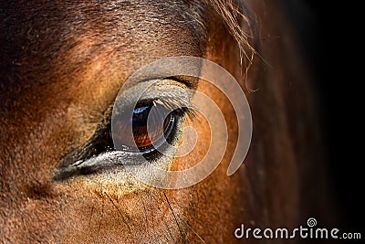 Brown horse head eyes. A closeup portrait of the face of a horse Stock Photo