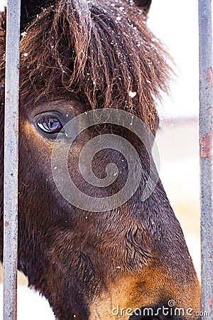 Horse in the pen for horses Stock Photo