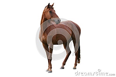 Brown Horse Isolated Stock Photo