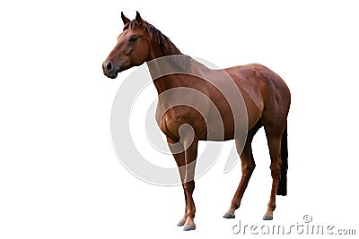 Brown Horse Isolated on White Stock Photo