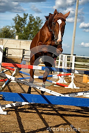 Horse jumps over obstacles in training Stock Photo