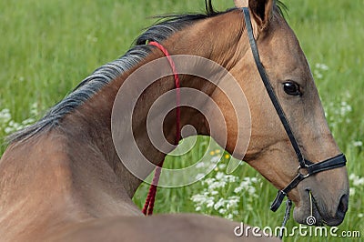 Brown horse lie on grass field Stock Photo