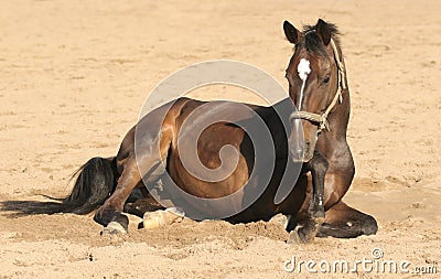 Brown horse lies down Stock Photo