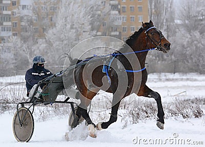 Brown horse Orlov trotter breed in motion Editorial Stock Photo