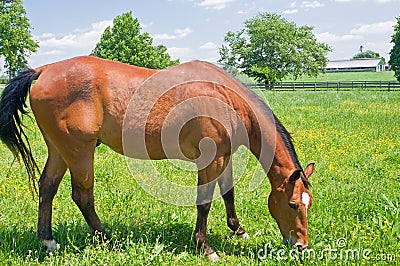 Brown horse in pasture Stock Photo