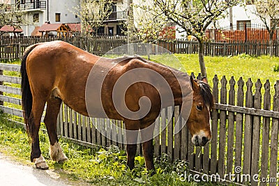 Brown horse preparing to graze Stock Photo