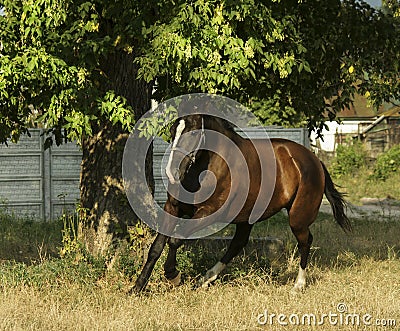 Brown horse running on light dry grass Stock Photo