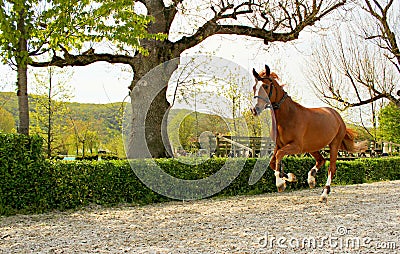 Brown horse running in paddock freely Stock Photo