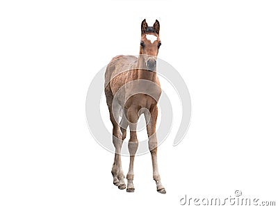 brown horse small on white background Stock Photo