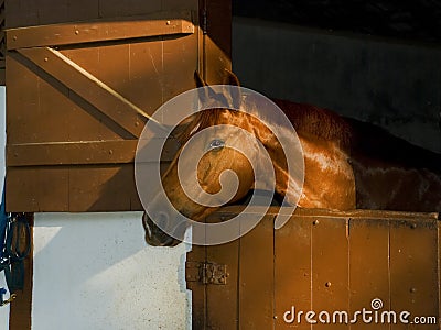 A Brown horse at stable Stock Photo