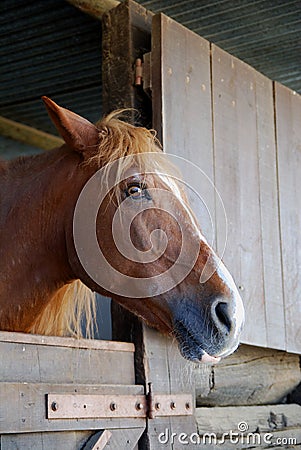 Brown horse in stable Stock Photo