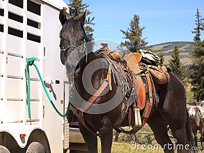 Brown horse in Western saddle Stock Photo