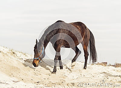 Brown horse on white sand on a background of pale gray sky Stock Photo